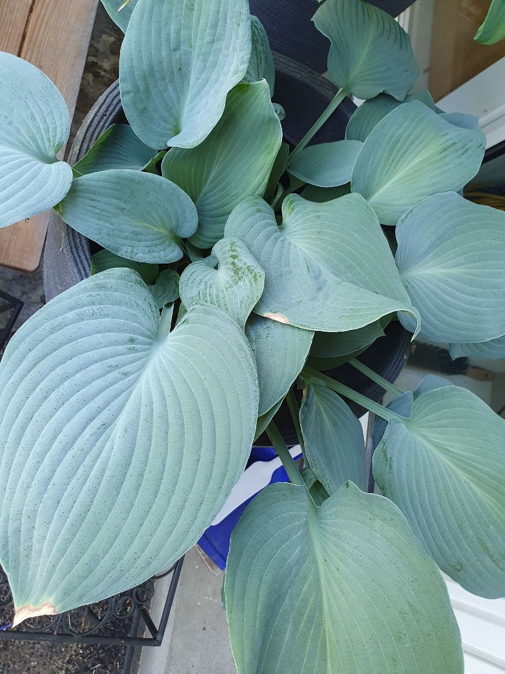 Piante & sementi: Hosta / Funkie Blue Angel – Usato da Erlinsbach SO venduto da Lea030