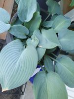 Hosta / Funkie Blue Angel