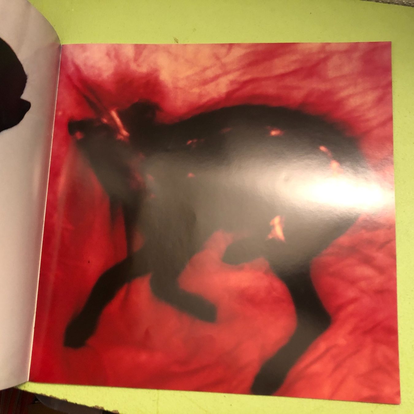 Libri: Michal Rovner: ANI-MAL / Animal. – Usato da Zürich venduto da allp 3