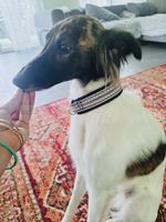 Hundehalsband:Stylisch, leicht & modern 