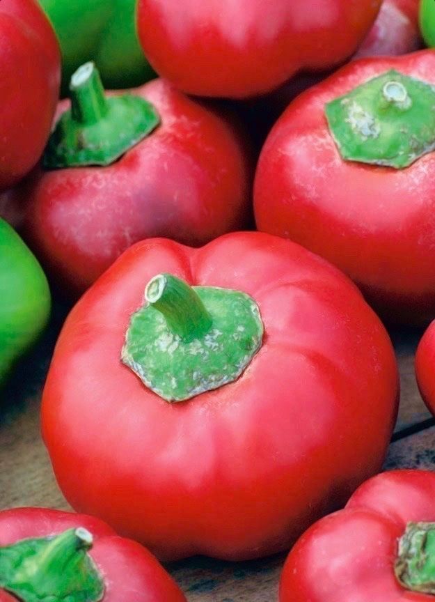 Piante & sementi: 50 Samen DUMAS Paprika Süss – Nuovo (secondo la descrizione) da Ehrendingen venduto da VerveinaSamen 1