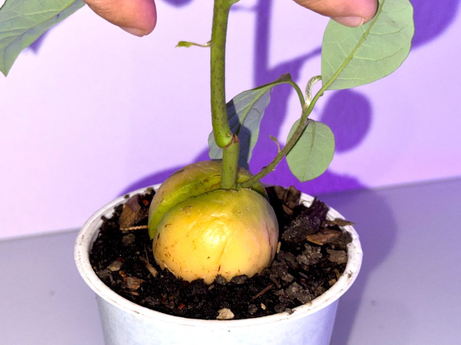 Pflanzen & Samen: Avocado Baum (doppel stamm) – Neu (gemäss Beschreibung) aus Schlieren von Edgar_k 2