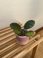 Hoya australis Lisa 🌱