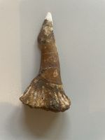 Zahn - Onchosaurus numides