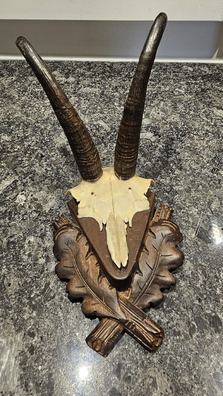 Altre raccolte & rarità: Trophäe Gehörn mit Holzschild 1948 Dalaas Jagd – Usato da Scherz venduto da gui_6q7l 1