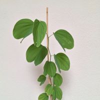 Orchideenbaum (Bauhinia variegata) seltene Rarität ca. 55cm