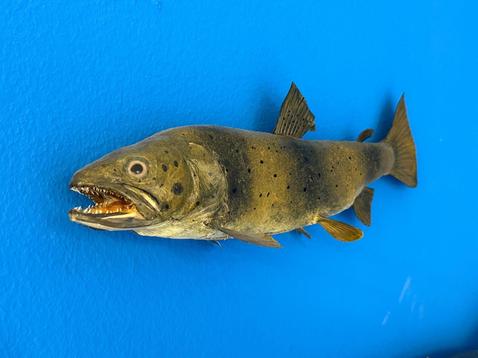 Il mondo degli animali: Trophäe Doubs Forelle – Usato da Allschwil venduto da Flupis 1