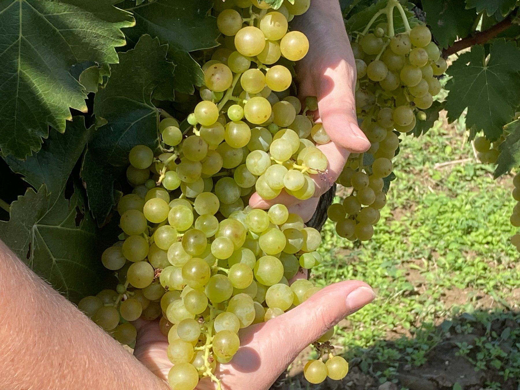 Vino: Cabernet Blanc Solo CB 0.75 l – Nuovo e nell'imballaggio originale da Niederönz venduto da cornholio88 2