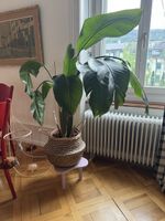 Zimmerpflanze Strelitzie (ohne Korb) 