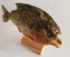 Präparatoren Red Belly Predator Piranha aus Peru, Neu