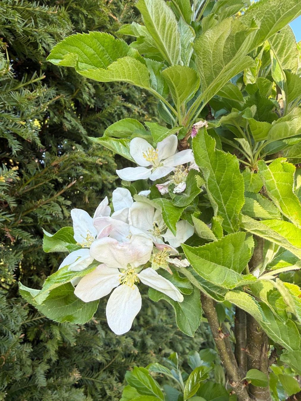 Piante & sementi: Säulenbaum Apfel RONDO – Usato da Berg TG venduto da dar_9rc5