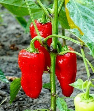 Pflanzen & Samen: 50 Samen "Ochsenhorn Peperoni" ROT‪ – Neu und originalverpackt aus Rovio von POSITIFFARTandPLANTS 3