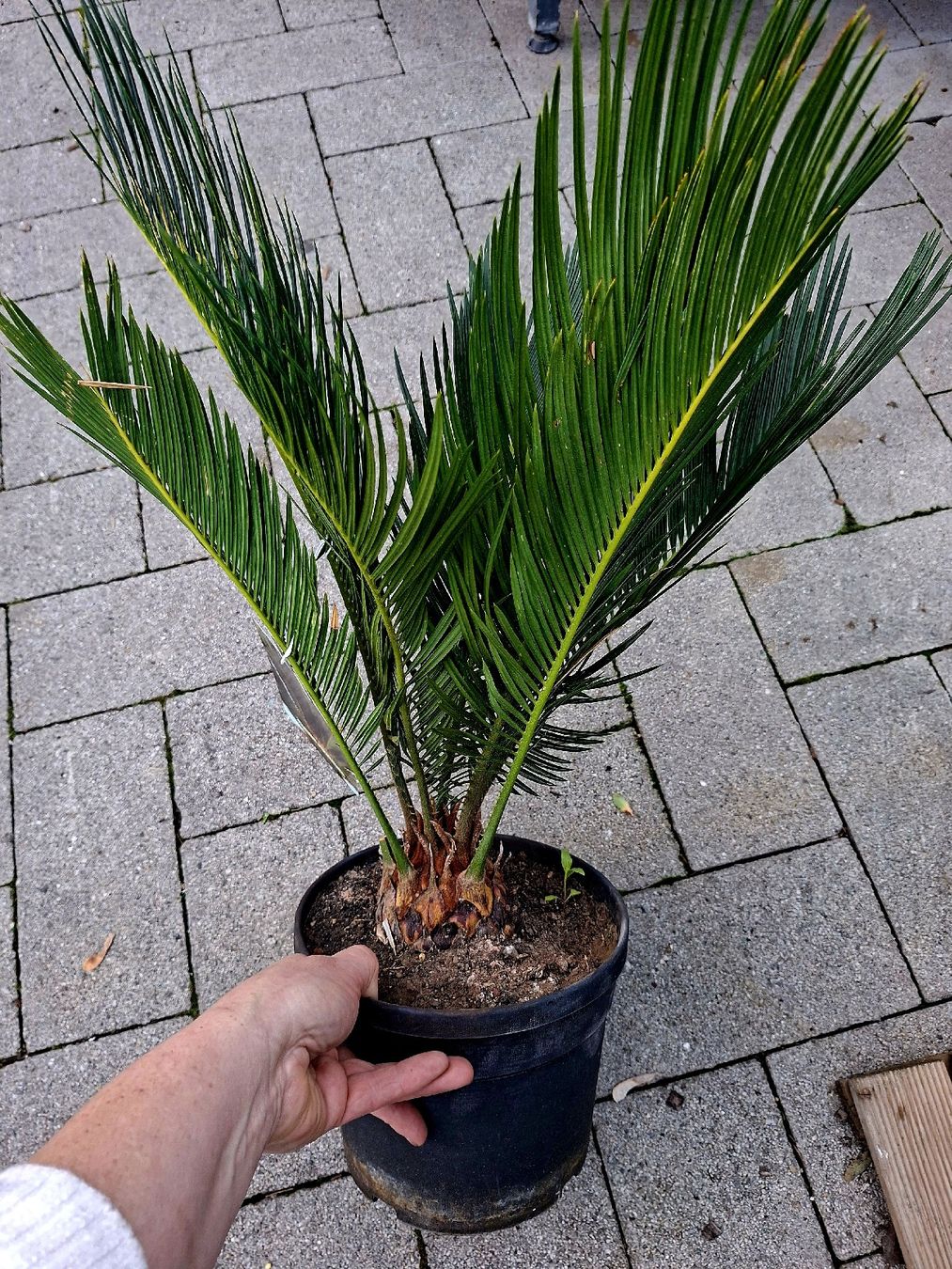 Schildlause Auf Palme 1