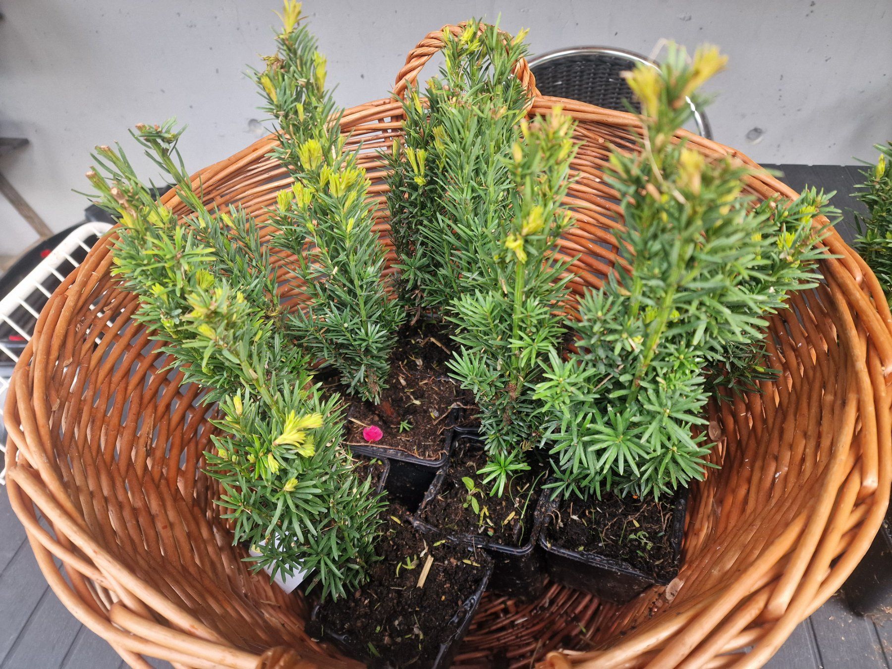 Pflanzen & Samen: Säuleneibe Taxus baccata Fastigiata Robusta Eibe – Gebraucht aus Uerkheim von Justi.y 2