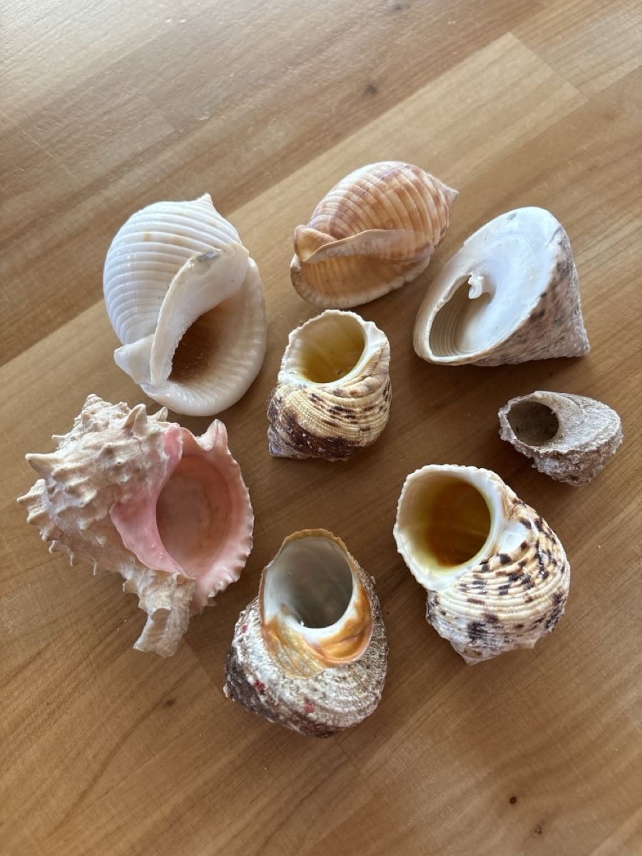 Tutte le decorazioni: Muscheln – Usato da Rümlang venduto da baselsale1 1