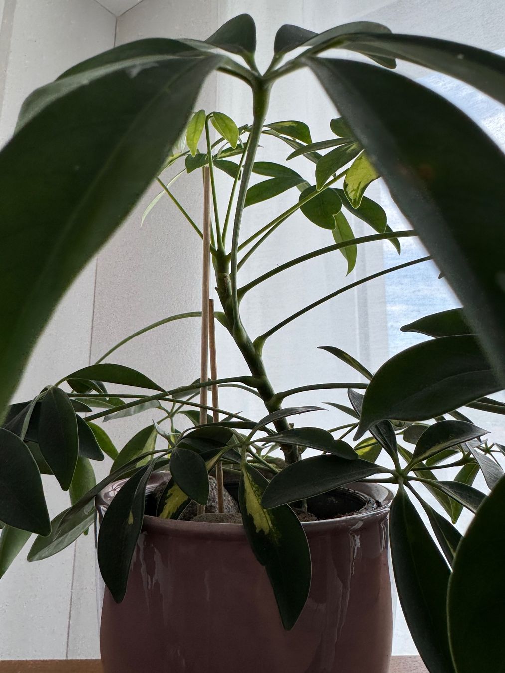 Piante & sementi: Schefflera Zimmerpflanze – Usato da Kloten venduto da Tanjaselina 3