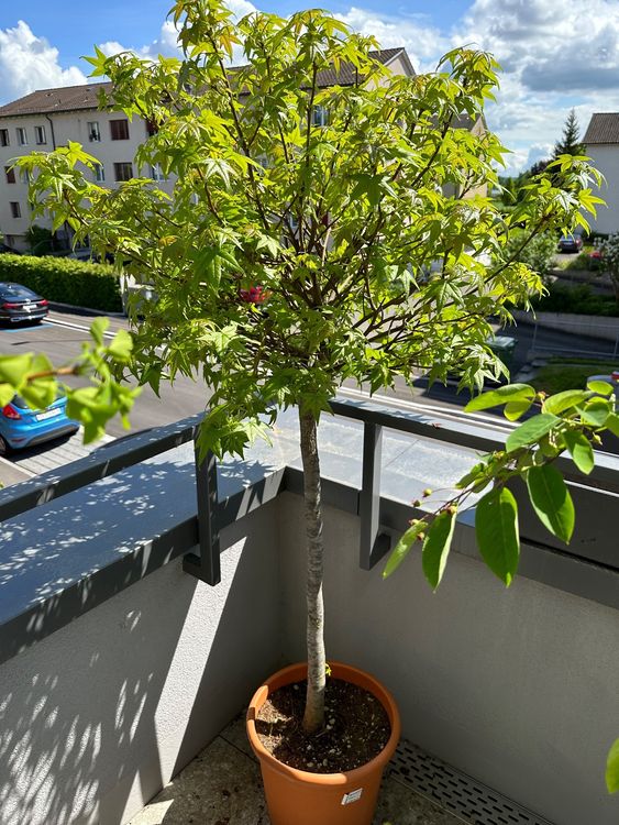 Amberbaum „Gumball“, Höhe ca. 1,50m Kaufen auf Ricardo