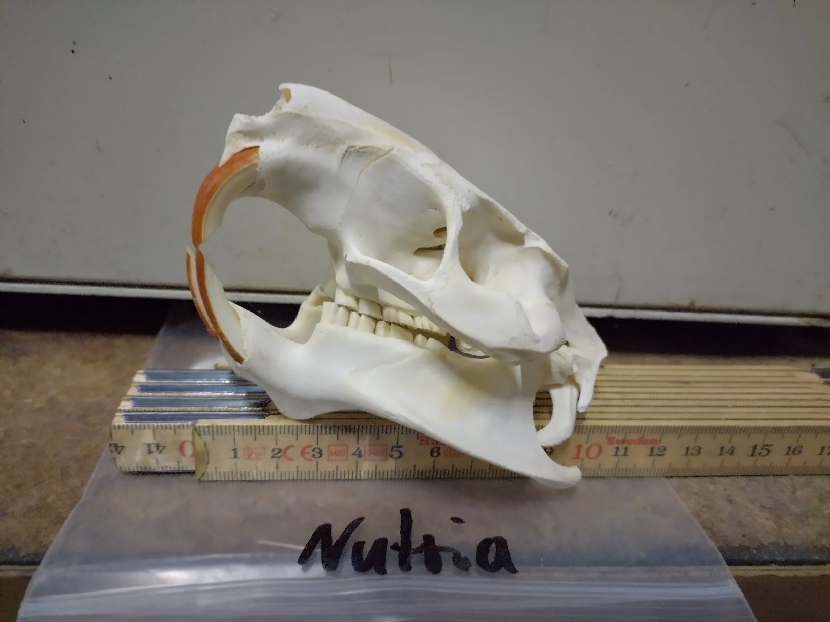 Il mondo degli animali: Nutria Schädel – Usato da Wettingen venduto da Bwalti
