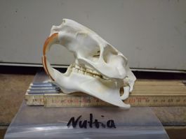 Nutria Schädel