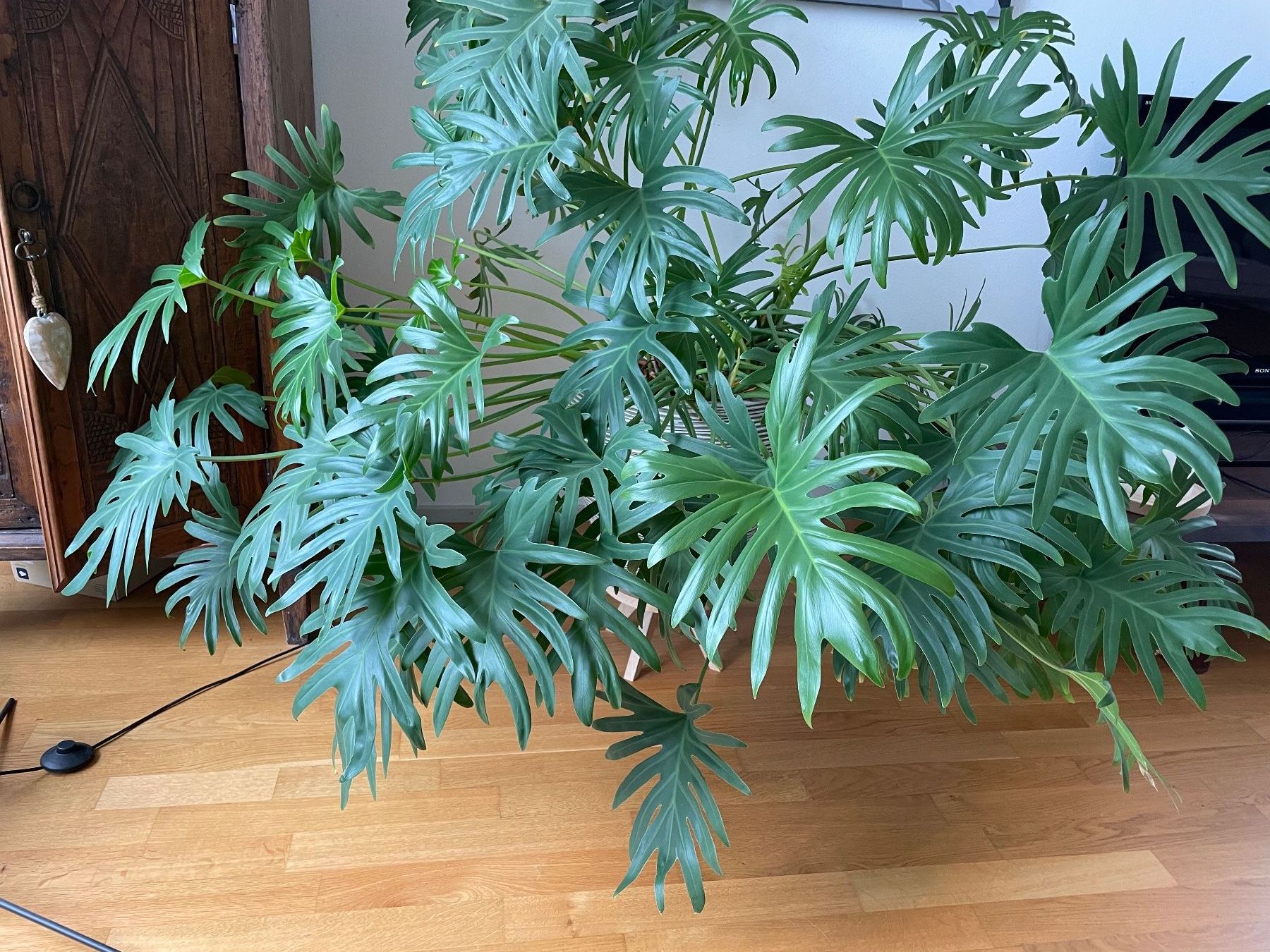 Philodendron Xanadu - grosse, gesunde Zimmerpflanze ! (Gebraucht) in  Nijmegen fr CHF 70  nur Abholung auf Ricardo kaufen