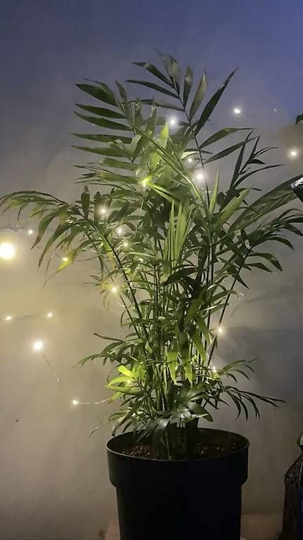 Ghirlande e barre luminose: Weihnachts, USB Zauber Lichter – Usato da Baden venduto da laurent2025 1
