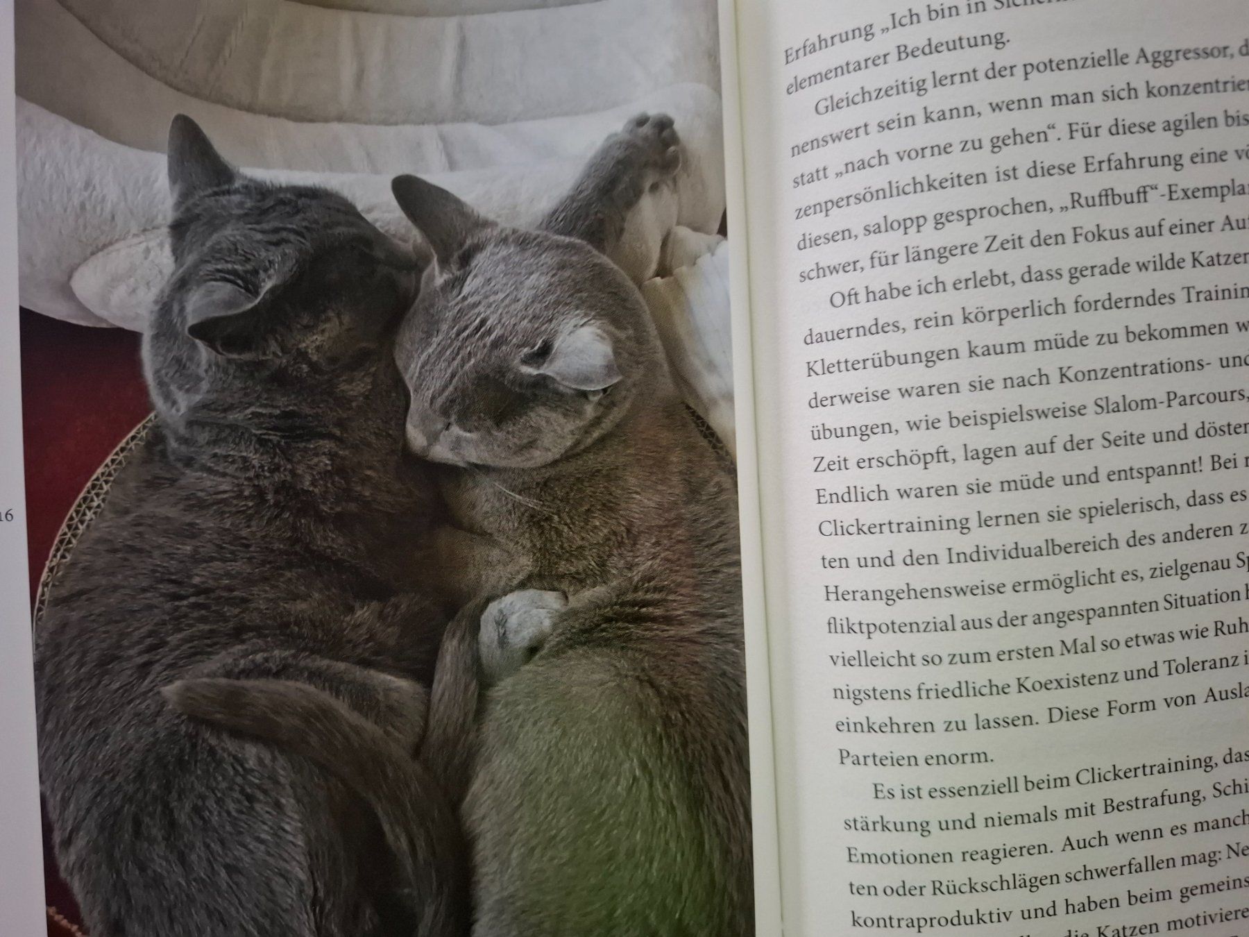 Bücher: Ratgeber: Mehrere Katzen halten – Neu (gemäss Beschreibung) aus Eiken von Lashar 2