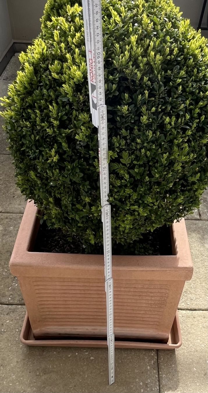 Pflanzen & Samen: Buxus Buchs Buchsbaum Kugelform mit Topf winterhart 30 Jahre – Gebraucht aus Wangen b. Olten von Buntgemischt 4