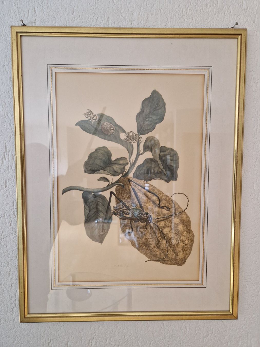 Foto & Immagini: 3 Bilder Schmetterling Raupen Käfer – Usato da Heimberg venduto da ngw01 1