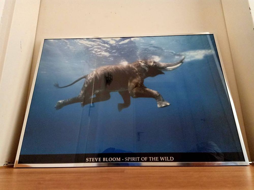 Indian Elephant Swimming Underwater von Steve Bloom (Neu (gemäss ...
