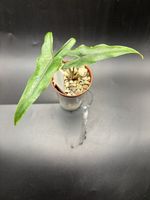 Alocasia Sabrina Narrow (1-4)