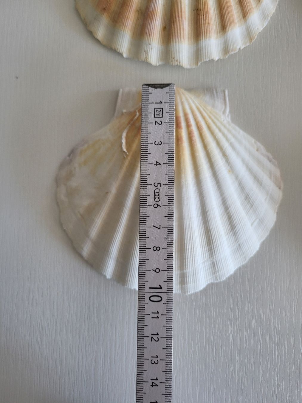 Tutte le decorazioni: Set 6 stk Muschelschale St Jacques – Usato da Suhr venduto da lul_87gh 2