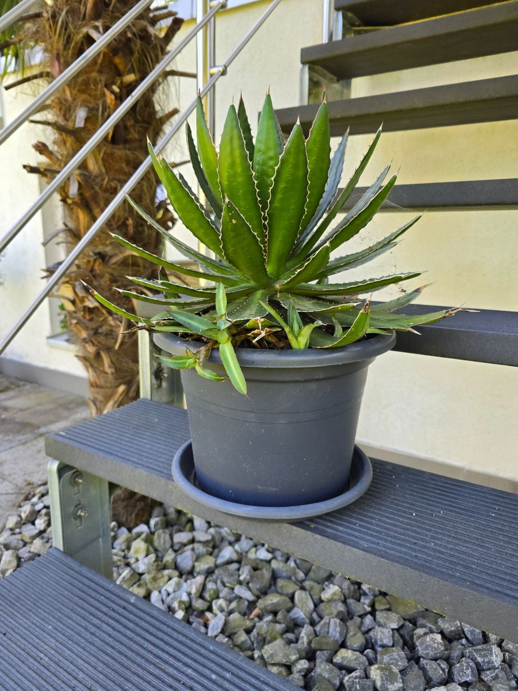Piante & sementi: Schöne wuchtige Agave – Nuovo (secondo la descrizione) da Aarburg venduto da popkorn65 3