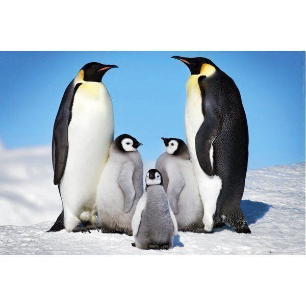 Poster & Bilder: Poster Pinguine – Neu und originalverpackt aus Schwyz von rs-trend