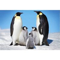 Poster Pinguine