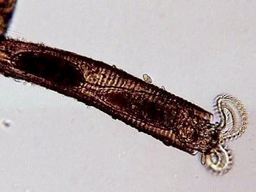Microscopi: Bresser 8.9cm (3.5") Mikroskop – Nuovo e nell'imballaggio originale da Bottighofen venduto da zaap 6