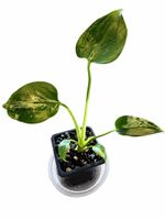 🦖💚 Monstera Bulbasaur Variegata 💚🦖
