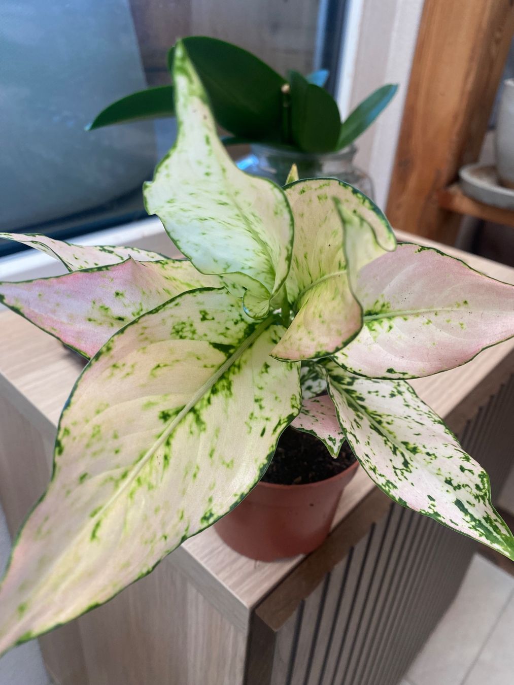 Piante & sementi: Aglaonema Rosy – Usato da Bützberg venduto da moeide