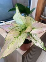 Aglaonema Rosy