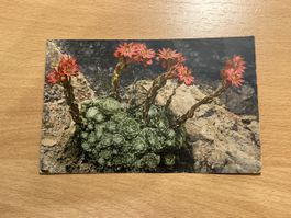 Alte Ansichtskarte, Sempervivum arachnoideum, 1937 Basel