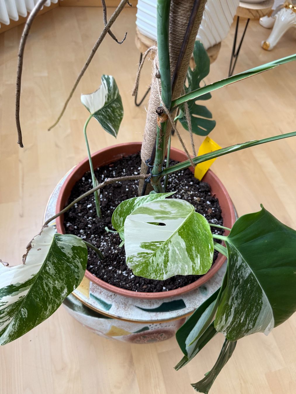 Piante & sementi: Monstera Pflanze – Usato da Zug venduto da sir_pk 2