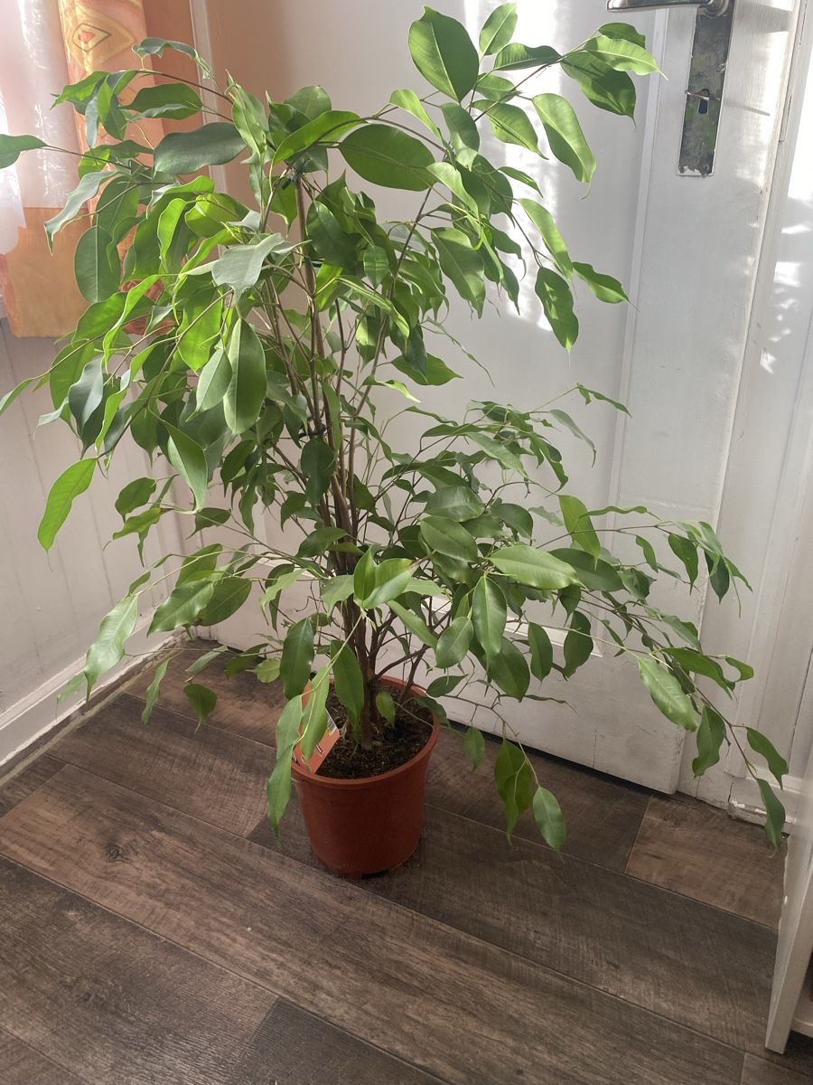 Zimmerpflanze Ficus Benjamina/ Birkenfeige (Gebraucht) in Seewen SZ fr CHF  30  nur Abholung auf Ricardo kaufen