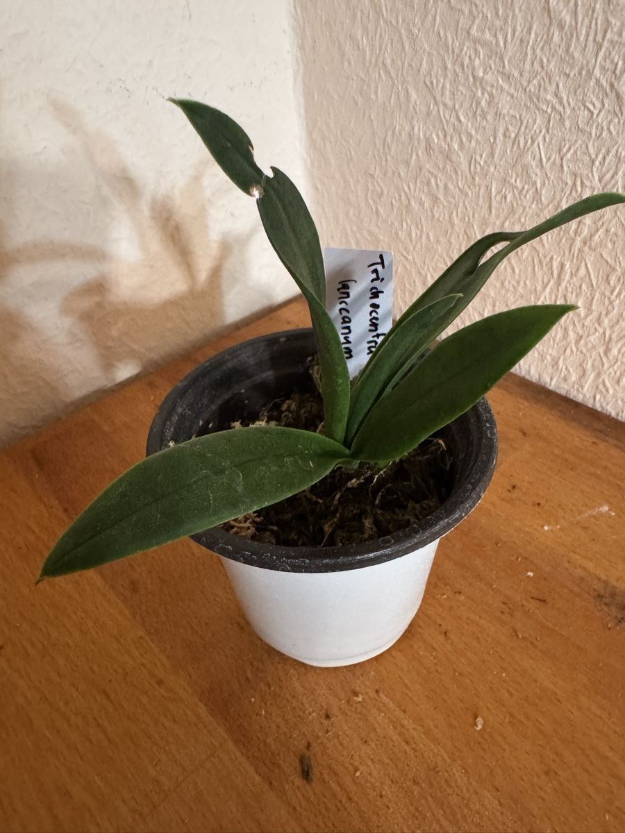Pflanzen & Samen: Trichocentrum lanceanum – Gebraucht aus Männedorf von mrclst 1
