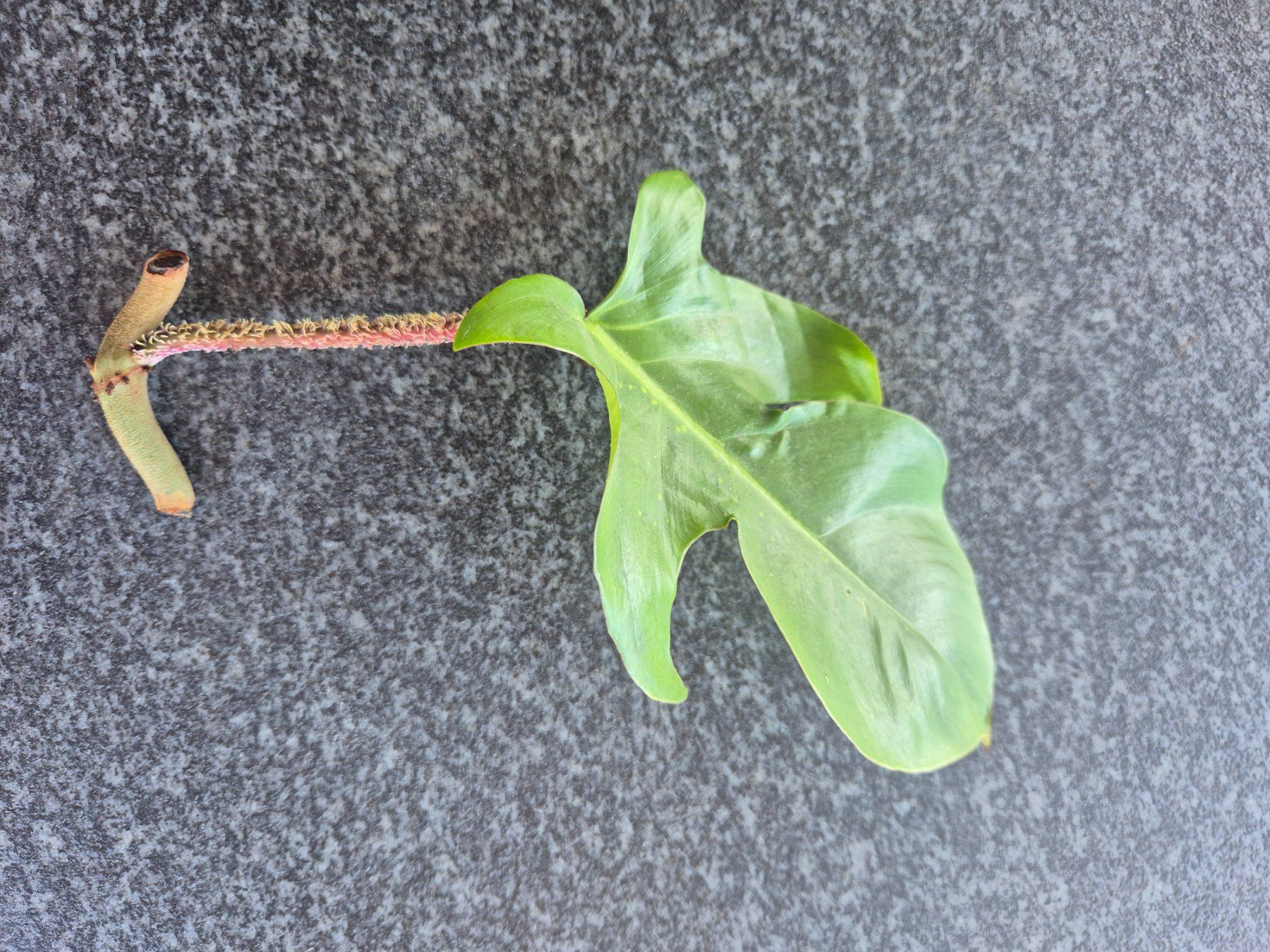 Pflanzen & Samen: Philodendron Squamiferum Steckling – Gebraucht aus Urtenen-Schönbühl von Pflanzenherberge 1