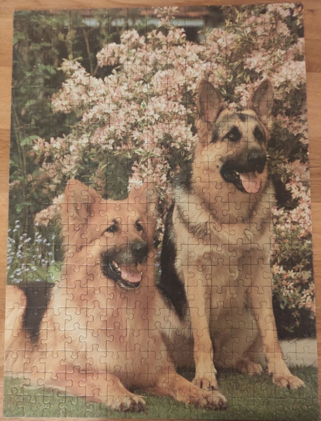 Puzzle: Ravensburger Puzzle "Schäfferhunde" - 300 Teile – Usato da Nidau venduto da joe00 1