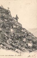 Sur la montagne Tiere