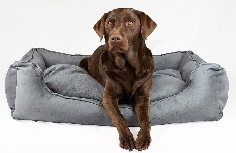 Cucce & Letti: orthopäsisches Hundebett Senja – Usato da Lyss venduto da Zooroco 1