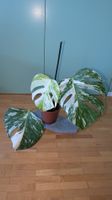 Monstera Deliciosa Variegata Kopfsteckling