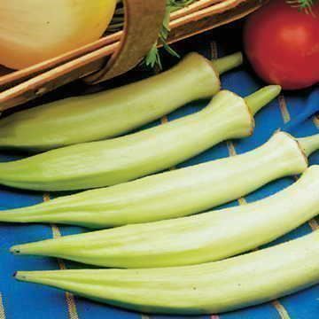 Piante & sementi: Okra Gombo Silver Queen 50g – Nuovo (secondo la descrizione) da Bremblens venduto da FIBONACCI369