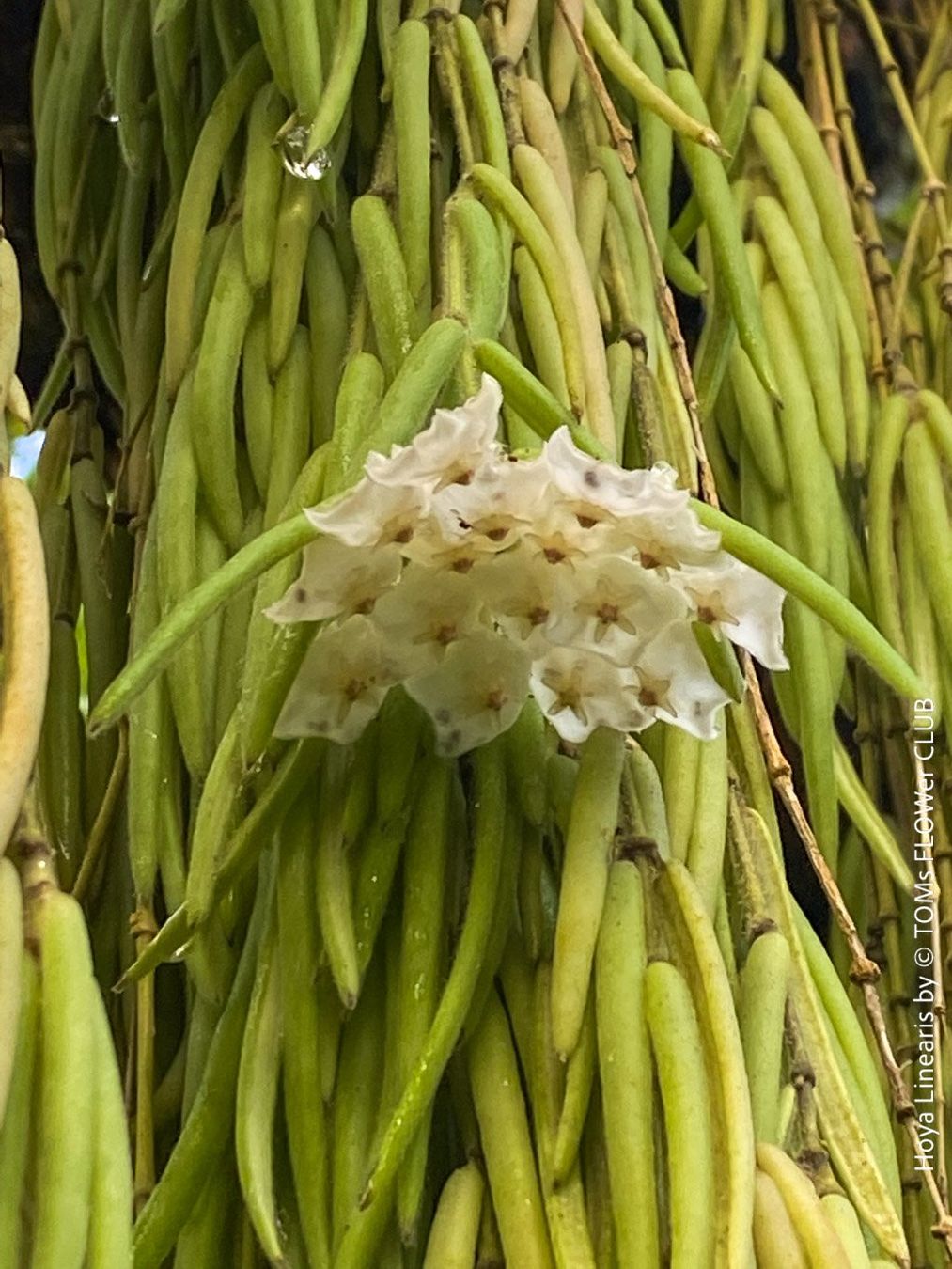 Piante & sementi: Hoya Linearis - leicht und sehr elegant – Nuovo e nell'imballaggio originale da Adliswil venduto da TAKEYOURPLANT