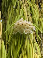 Hoya Linearis - leicht und sehr elegant
